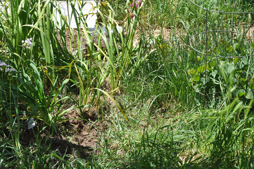 Daylily bed before