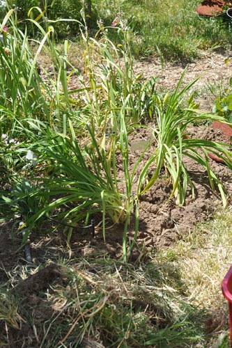 Expanded daylily bed