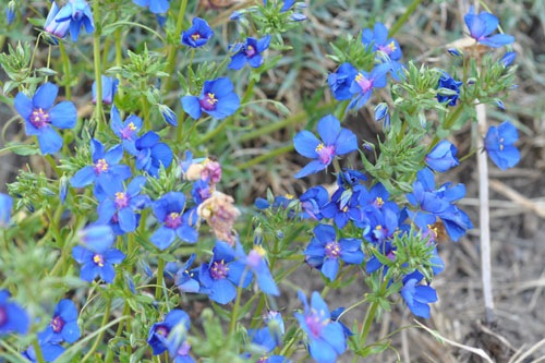 Bright blue flowers
