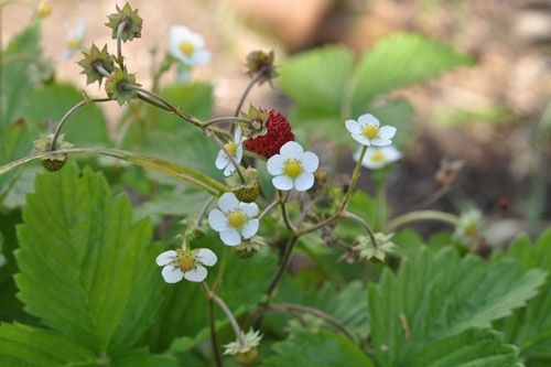 Alpine strawberries