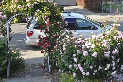 Rose hedge