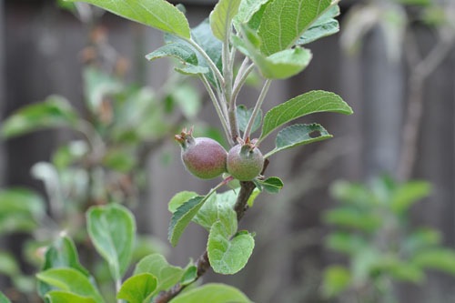 Apple babies