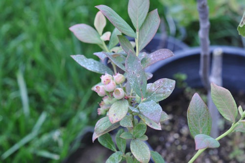 Baby blueberries