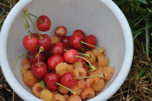 Cherries, raspberries, and alpine strawberries