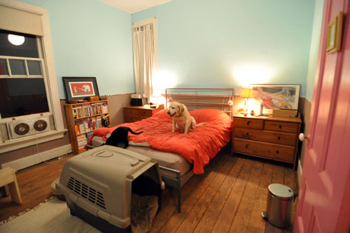 Finished room with dog and cat