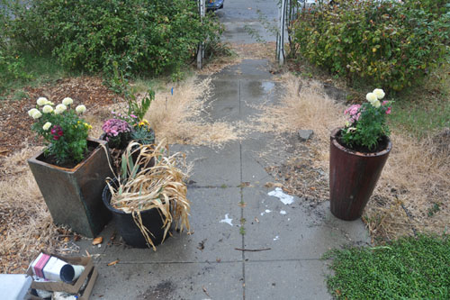 New plants in the planters