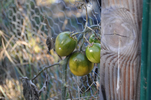 Green tomatoes