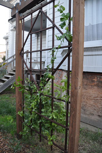 Passiflora threaded through trellis