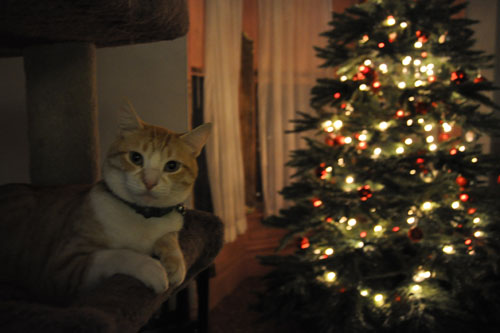 Mr Kitty and the tree