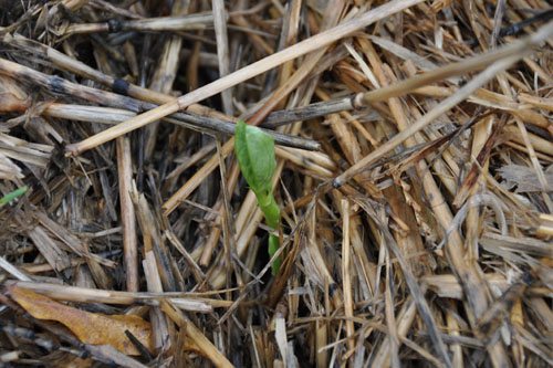 Fava beans coming up