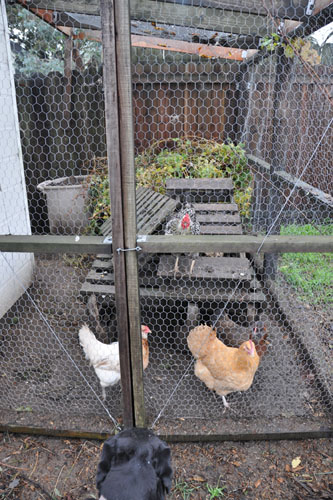 Chickens, dog, and prunings