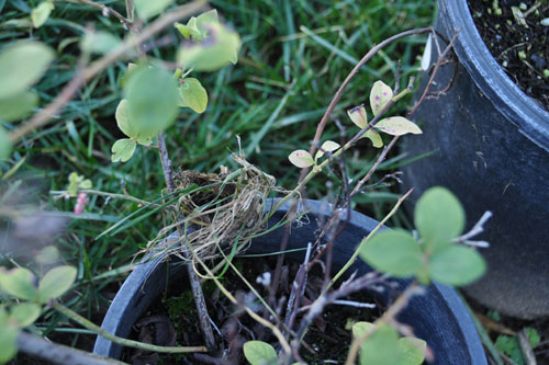 Little nest on the blueberries