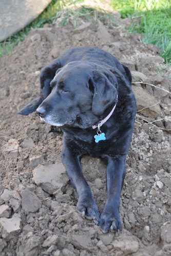 Piles of dirt are nice and soft