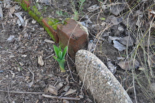 Allium coming up in the path