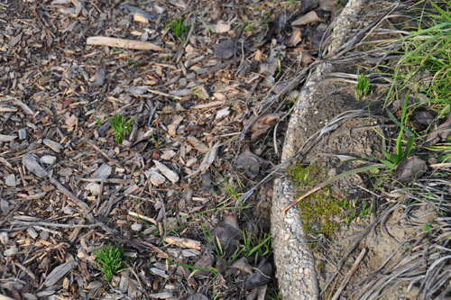 Crocus curving in the pathway