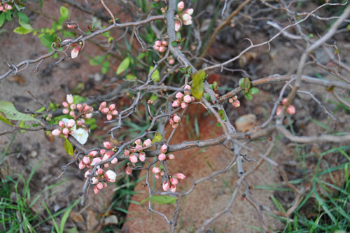 Flowering quince in bloom