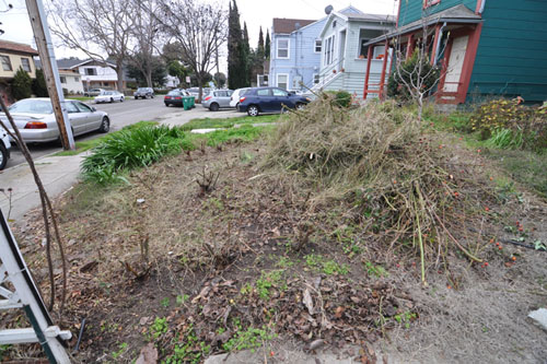 Two thirds of the rose hedge pruned, with brush pile