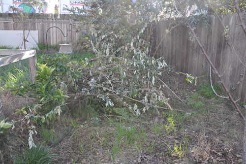 Orchard pile, before