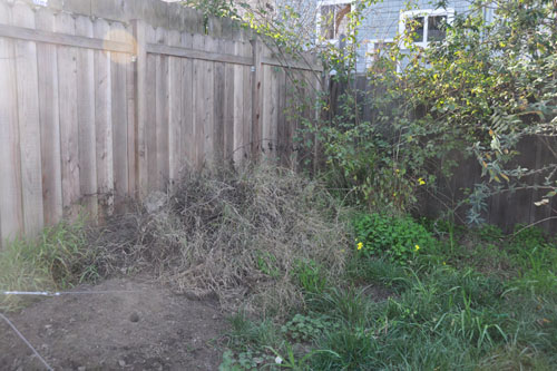 Old brush pile, before