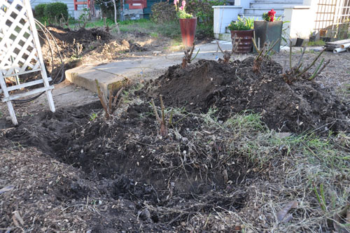 Driveway side, with pile of dirt and roses