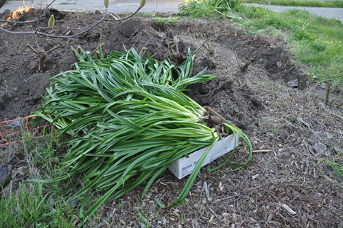 Amaryllis belladonna, dug up