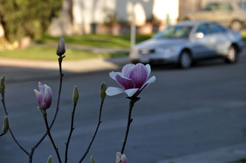 Magnolia in bloom