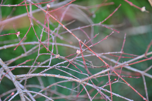 Willow in bud