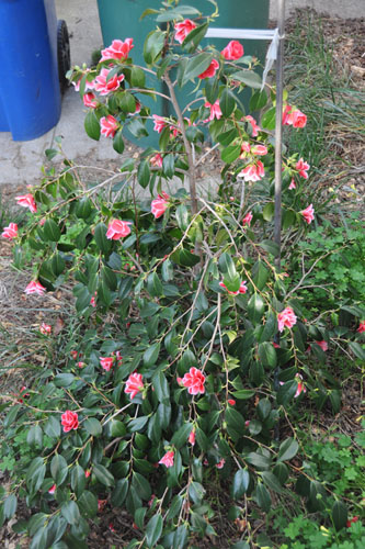 Camelia in bloom