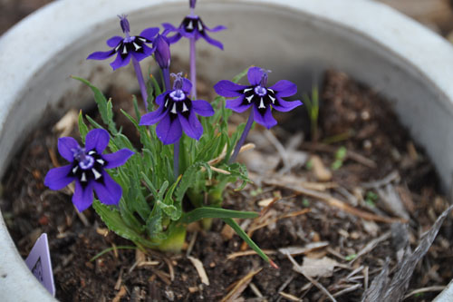 Lapeirousia oreogena thinks it's next year