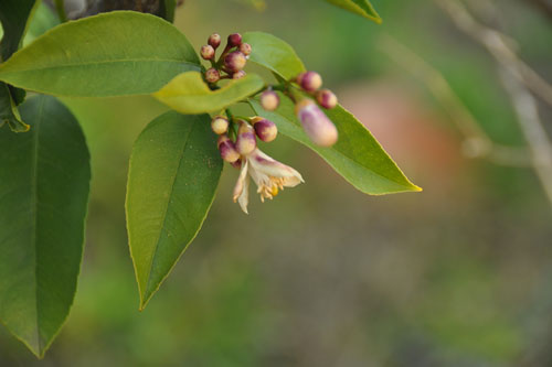 Lemon blossoms