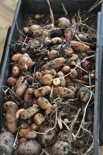 Potatoes removed from the garden