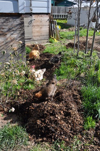 Chickens doing the raking work