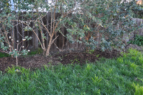 Mulching under the buddleias