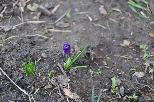 Crocuses coming up