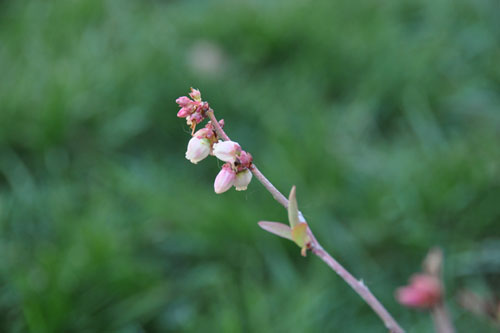 Blueberry blossoms