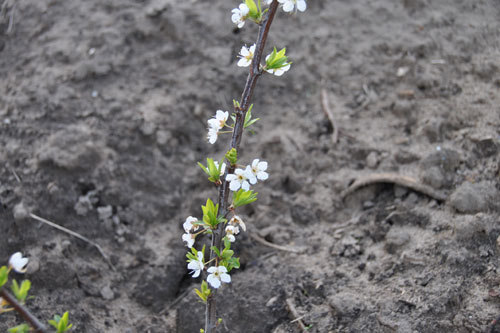 Pluot by the front path in bloom