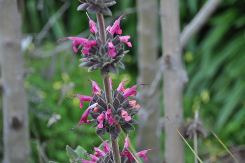 Hummingbird sage in bloom