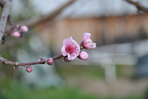 Bud break on the nectarines