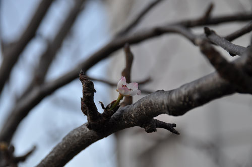 Asian pear blossoms