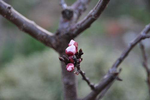 Blossoms on the apricot