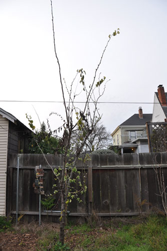 Quince tree with blight