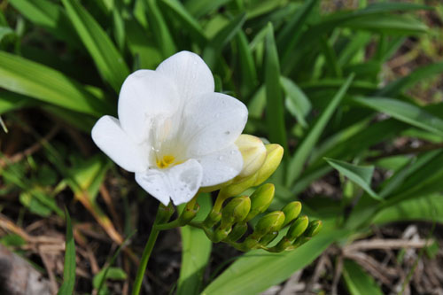 Freesia blossom full of water