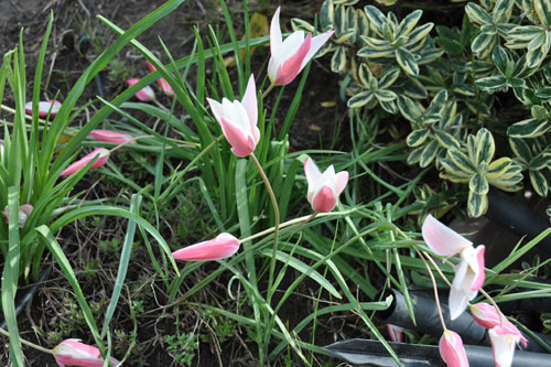 Lady Jane tulips all higgledy-piggledy
