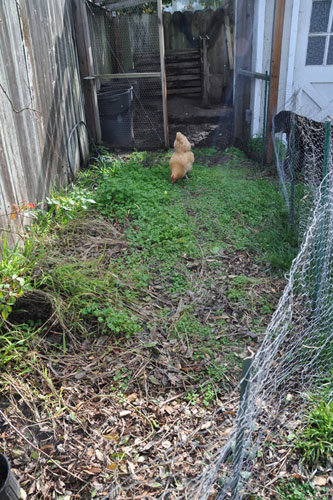 Extended chicken yard