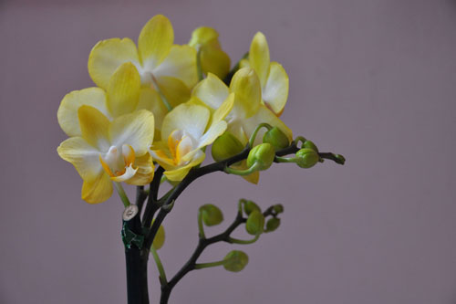 Phalaenopsis orchid