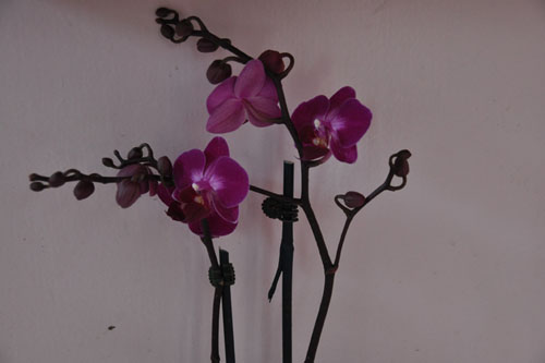 Phalaenopsis orchid #2