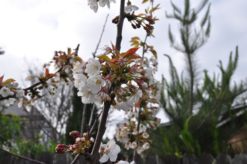 Cherry blossoms