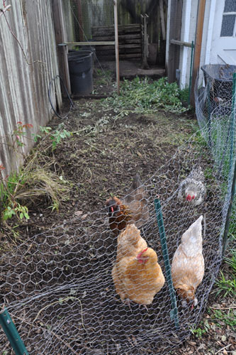 Chicken yard extension progress