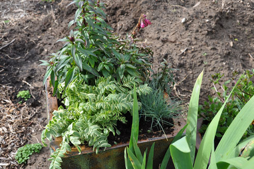 Front container with new plants