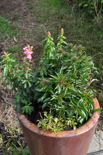 Other tall front container with plants